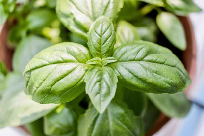 Organic Basil Seeds - Plantflix
