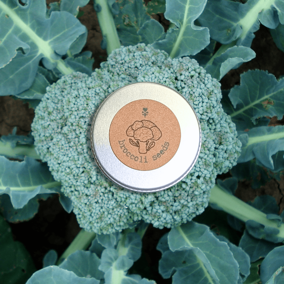 Organic Broccoli Seeds - Plantflix