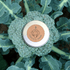 Organic Broccoli Seeds - Plantflix