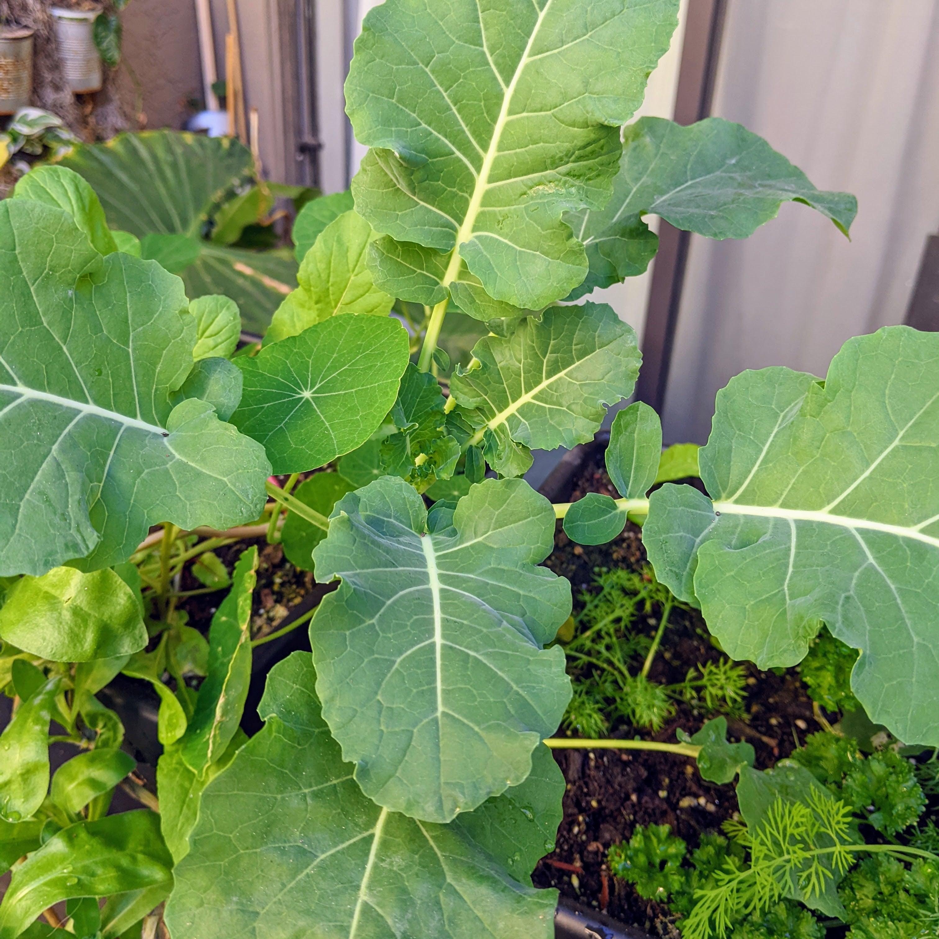 Organic Broccoli Seeds - Plantflix