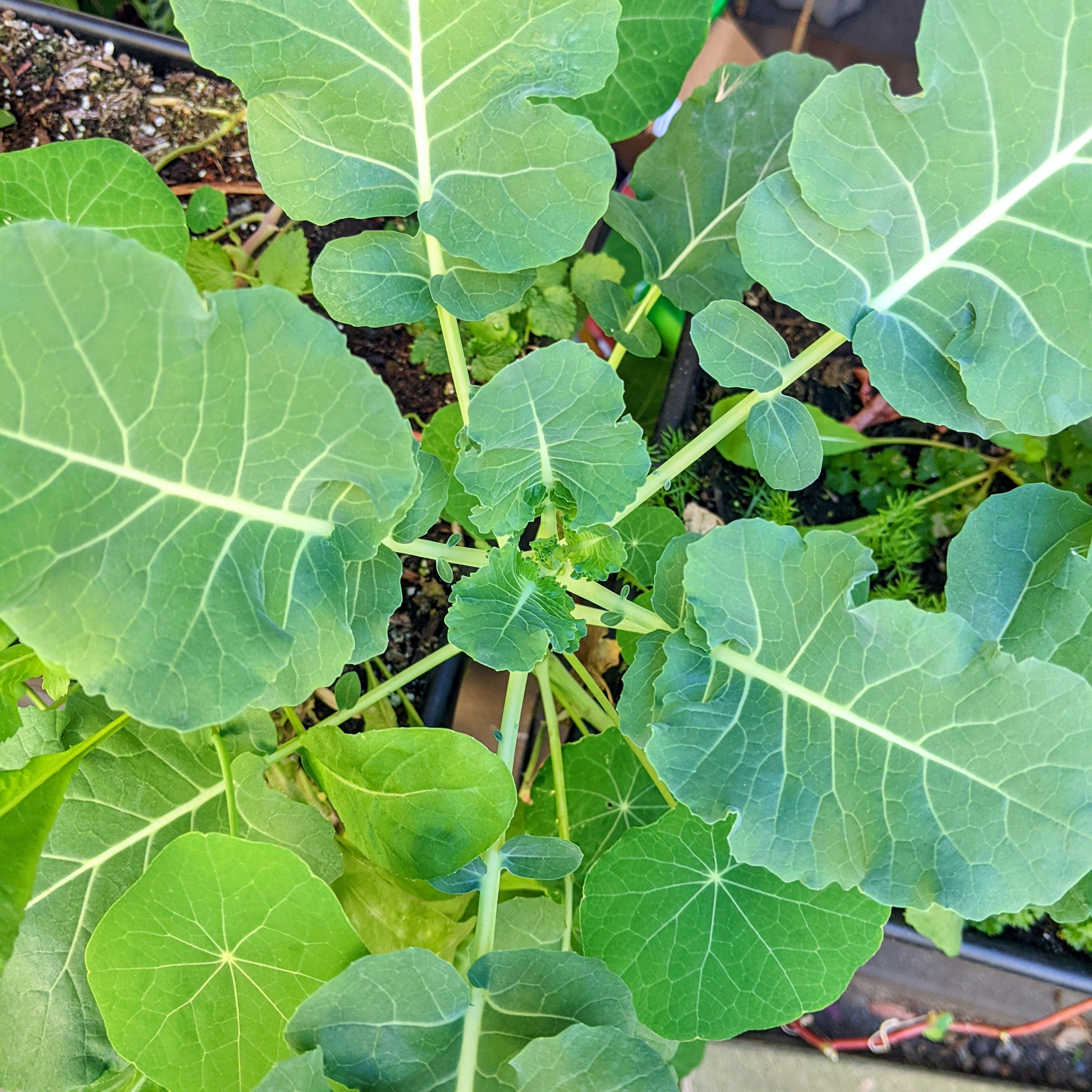 Organic Broccoli Seeds - Plantflix