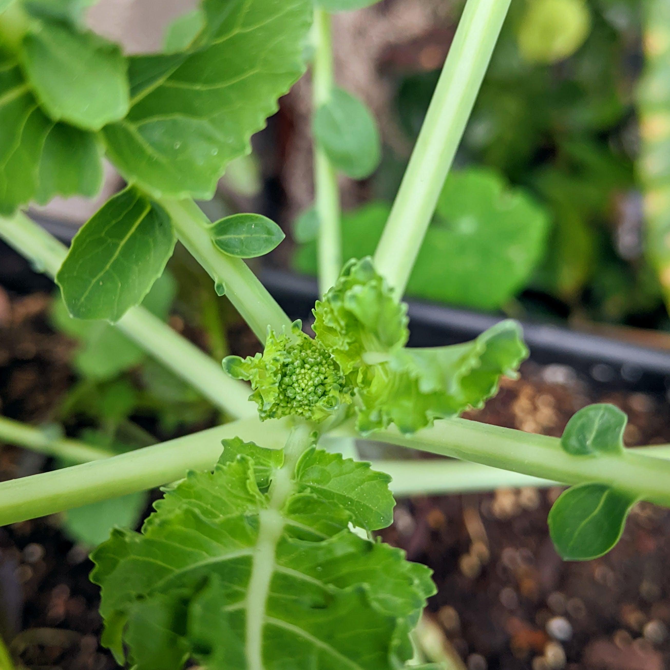 Organic Broccoli Seeds - Plantflix