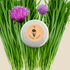 Organic Chives Seeds - Plantflix