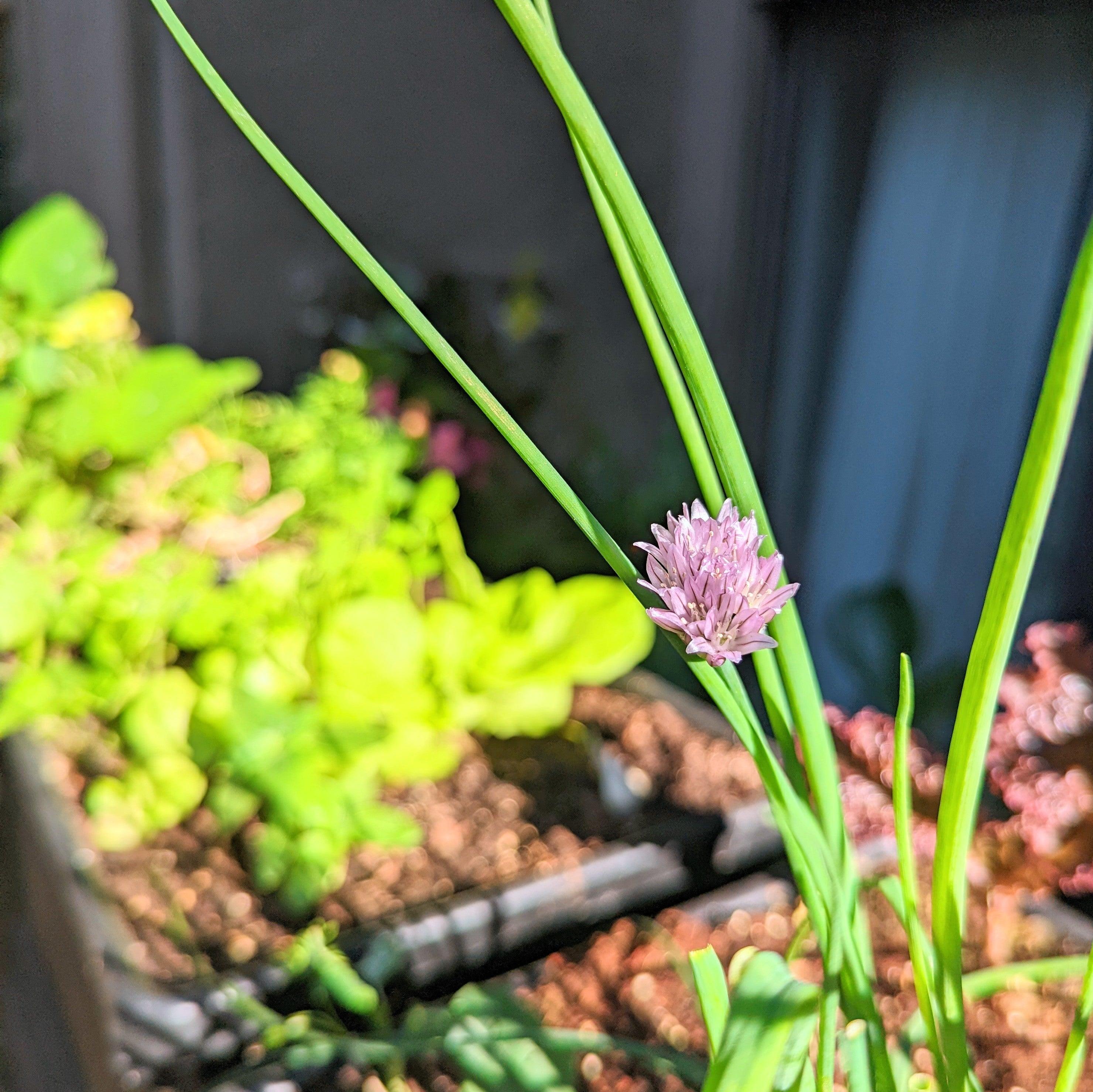 Organic Chives Seeds - Plantflix