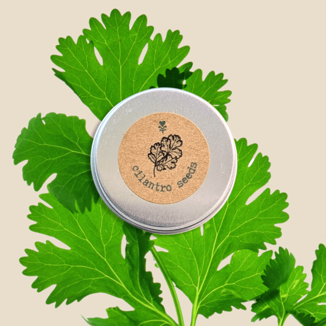 Organic Cilantro Seeds - Plantflix