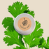 Organic Cilantro Seeds - Plantflix