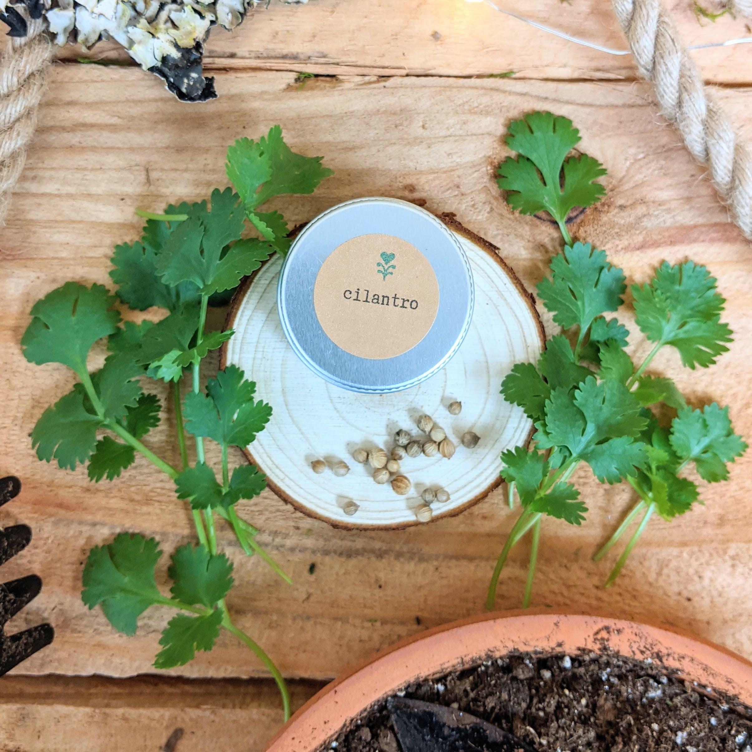 Organic Cilantro Seeds - Plantflix