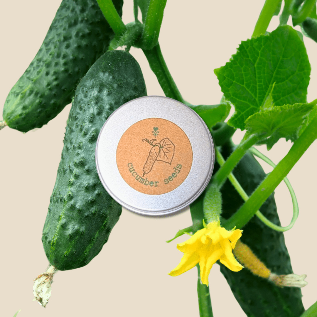 Organic Cucumber Seeds - Plantflix