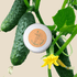 Organic Cucumber Seeds - Plantflix