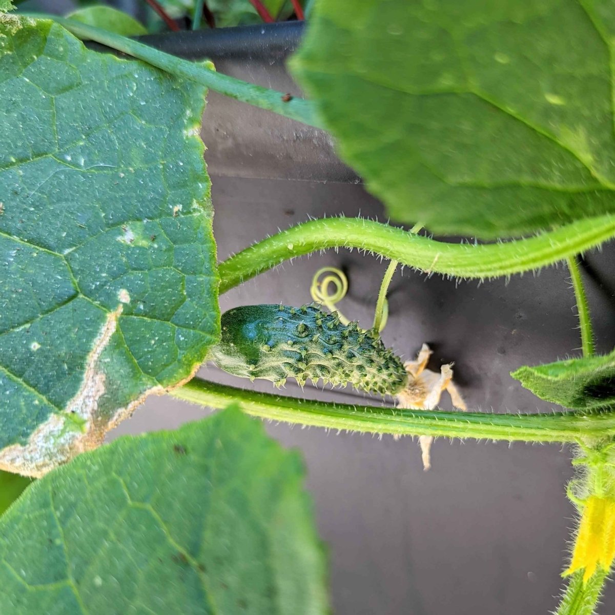 Organic Cucumber Seeds - Plantflix