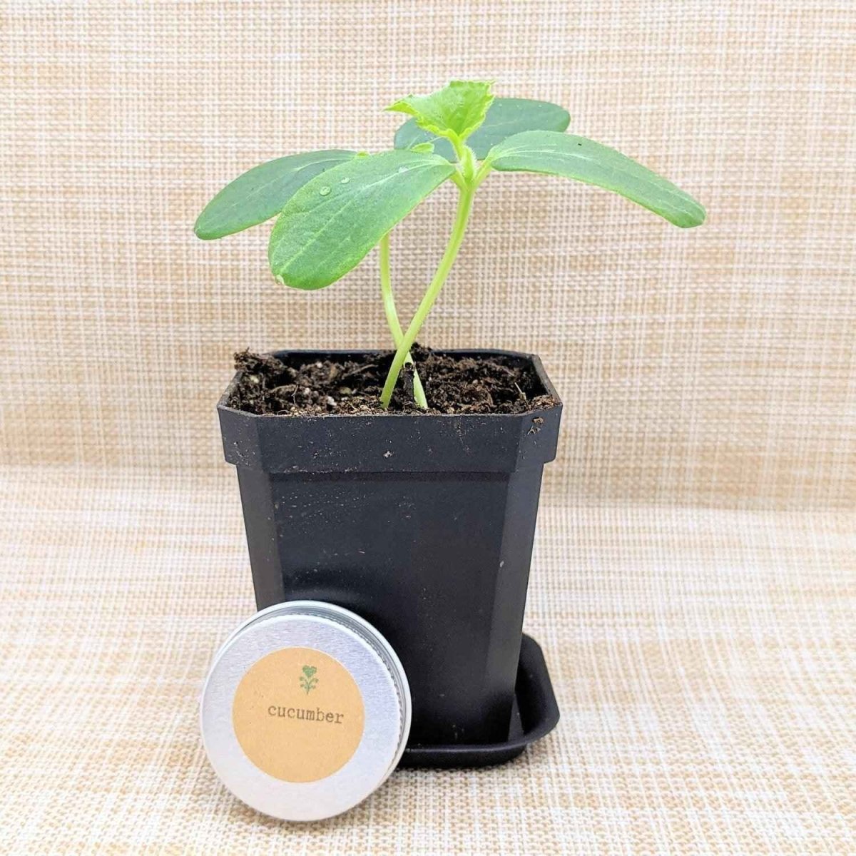 Organic Cucumber Seeds - Plantflix
