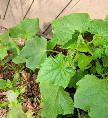 Organic Cucumber Seeds - Plantflix