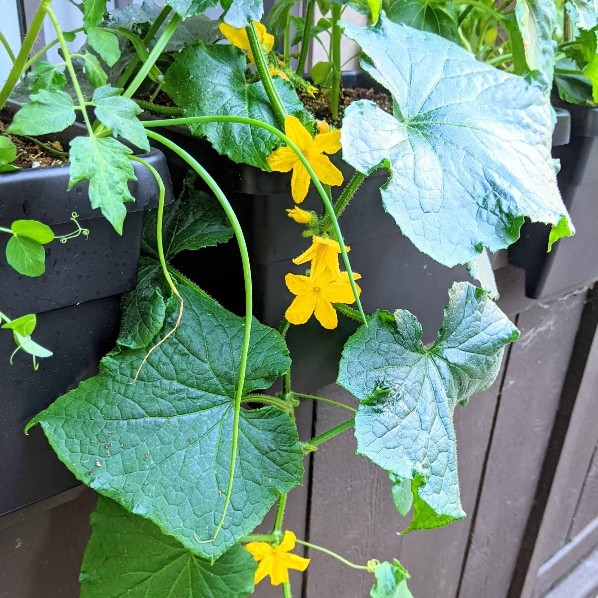 Organic Cucumber Seeds - Plantflix