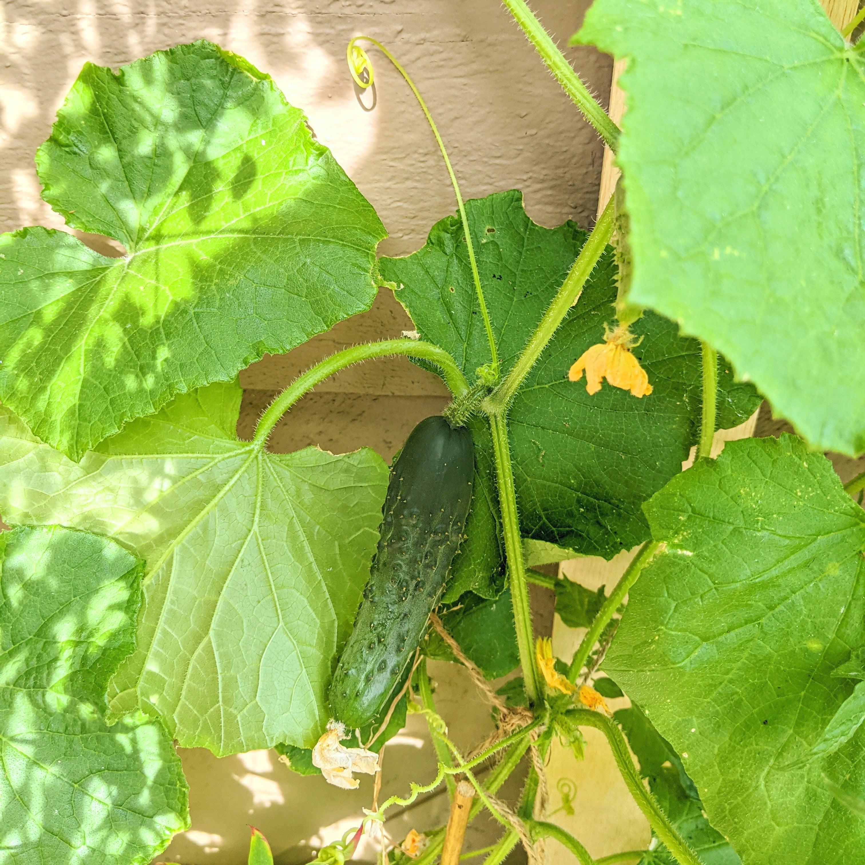 Organic Cucumber Seeds - Plantflix
