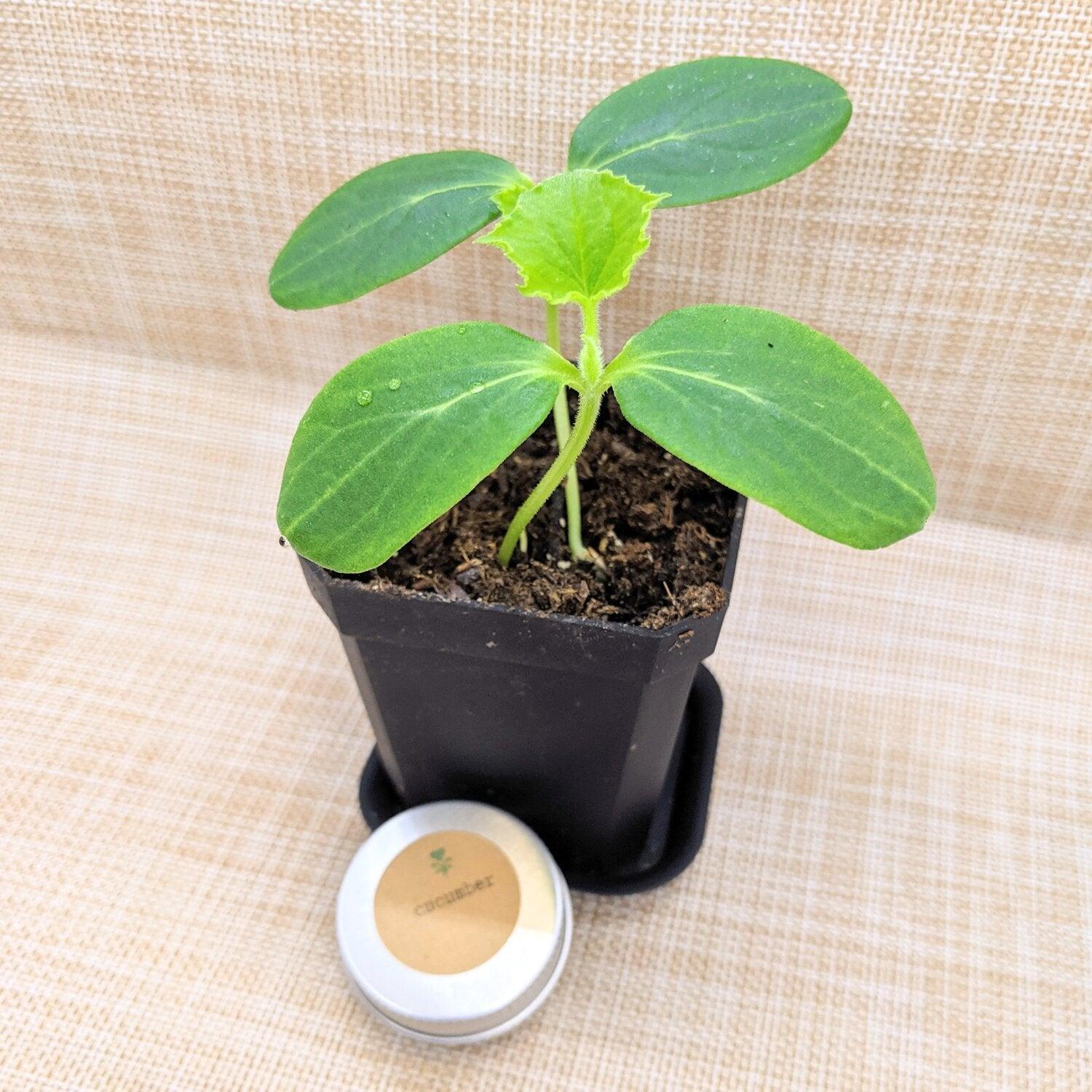 Organic Cucumber Seeds - Plantflix