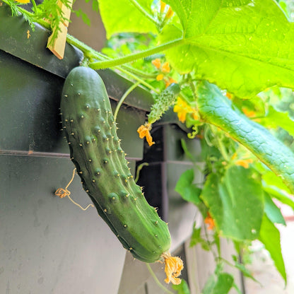 Organic Cucumber Seeds - Plantflix