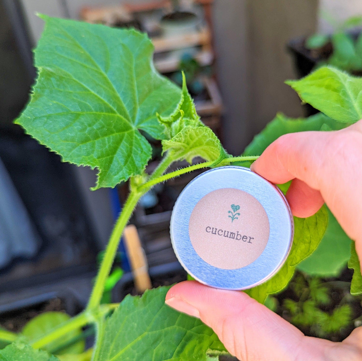 Organic Cucumber Seeds - Plantflix