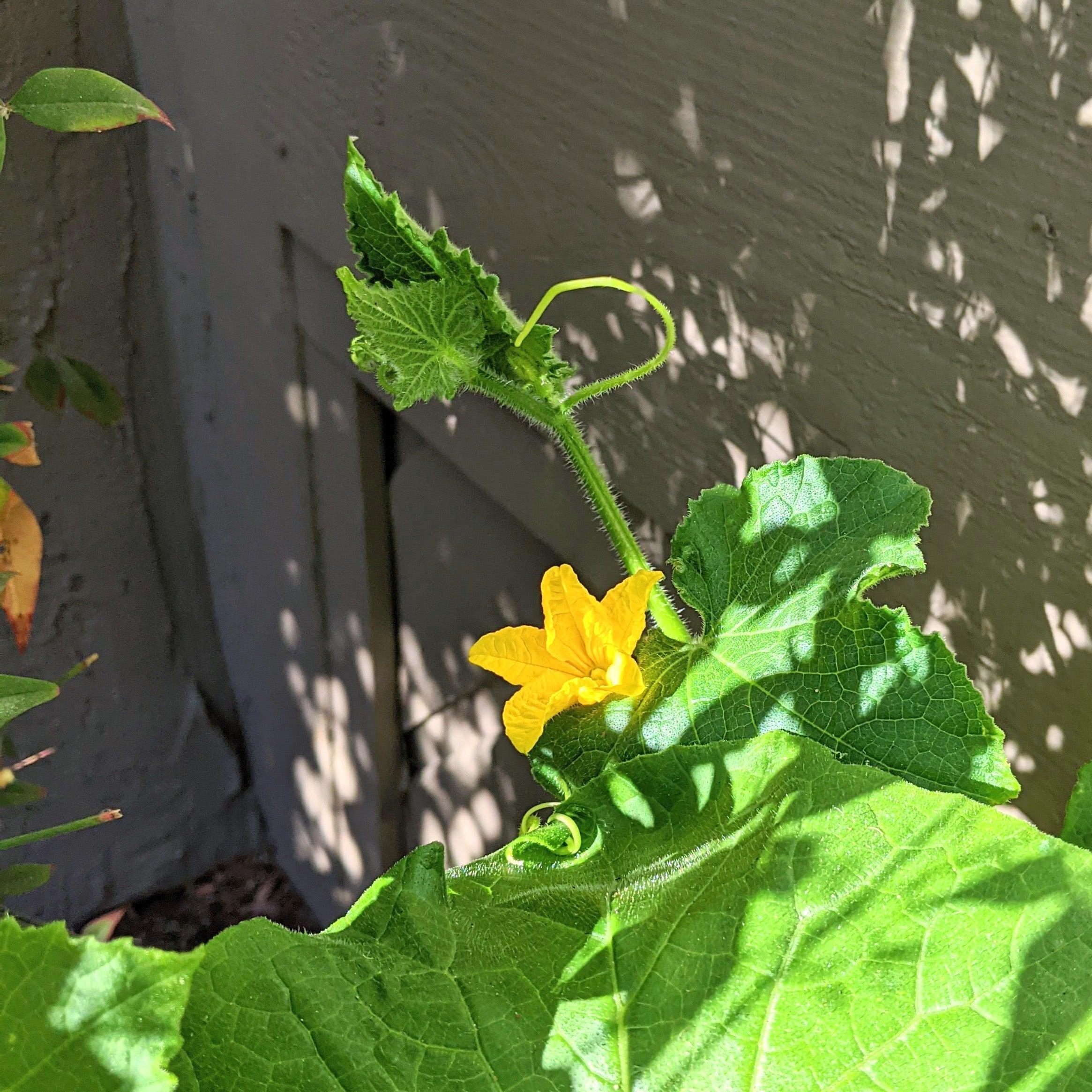 Organic Cucumber Seeds - Plantflix