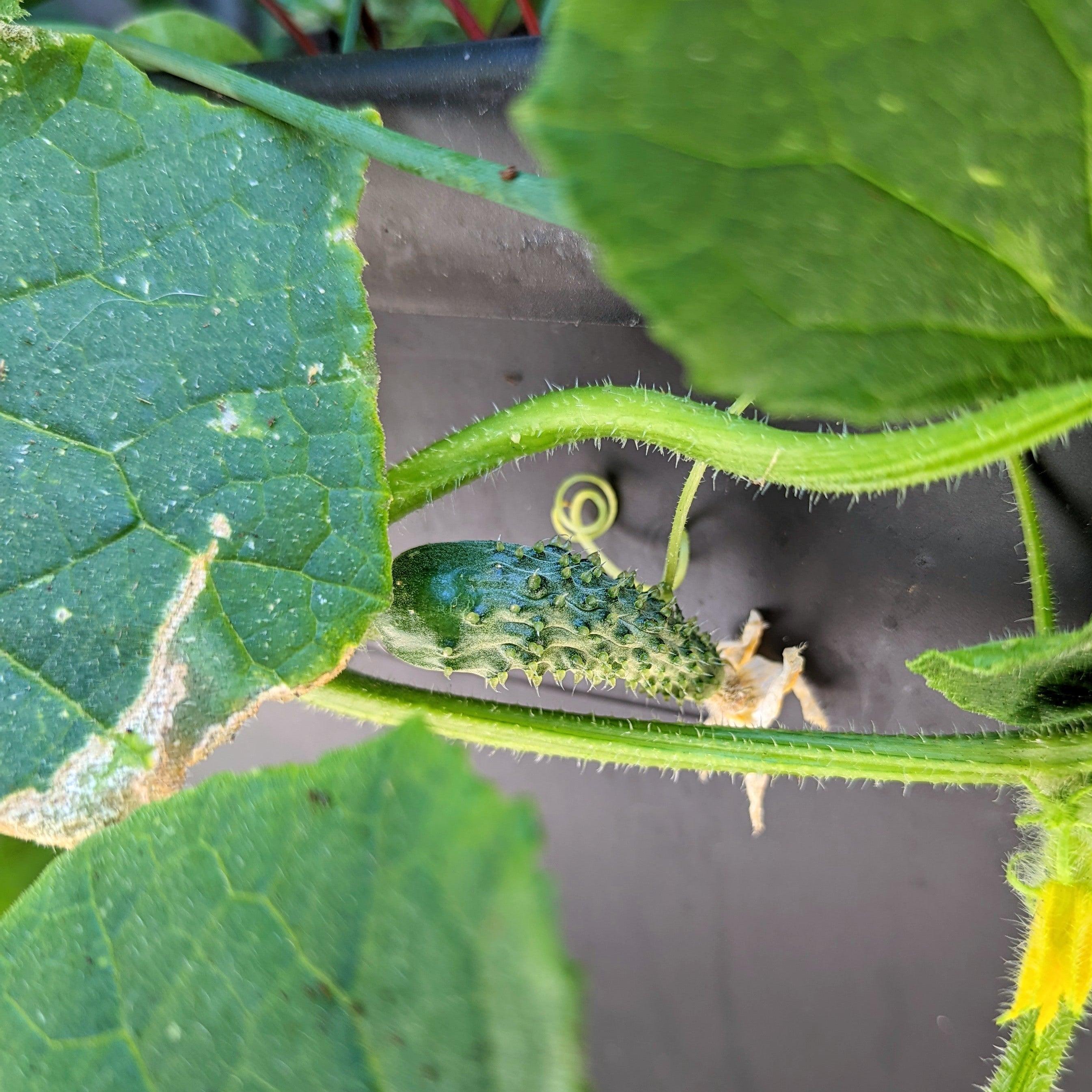 Organic Cucumber Seeds - Plantflix