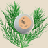 Organic Dill Seeds - Plantflix