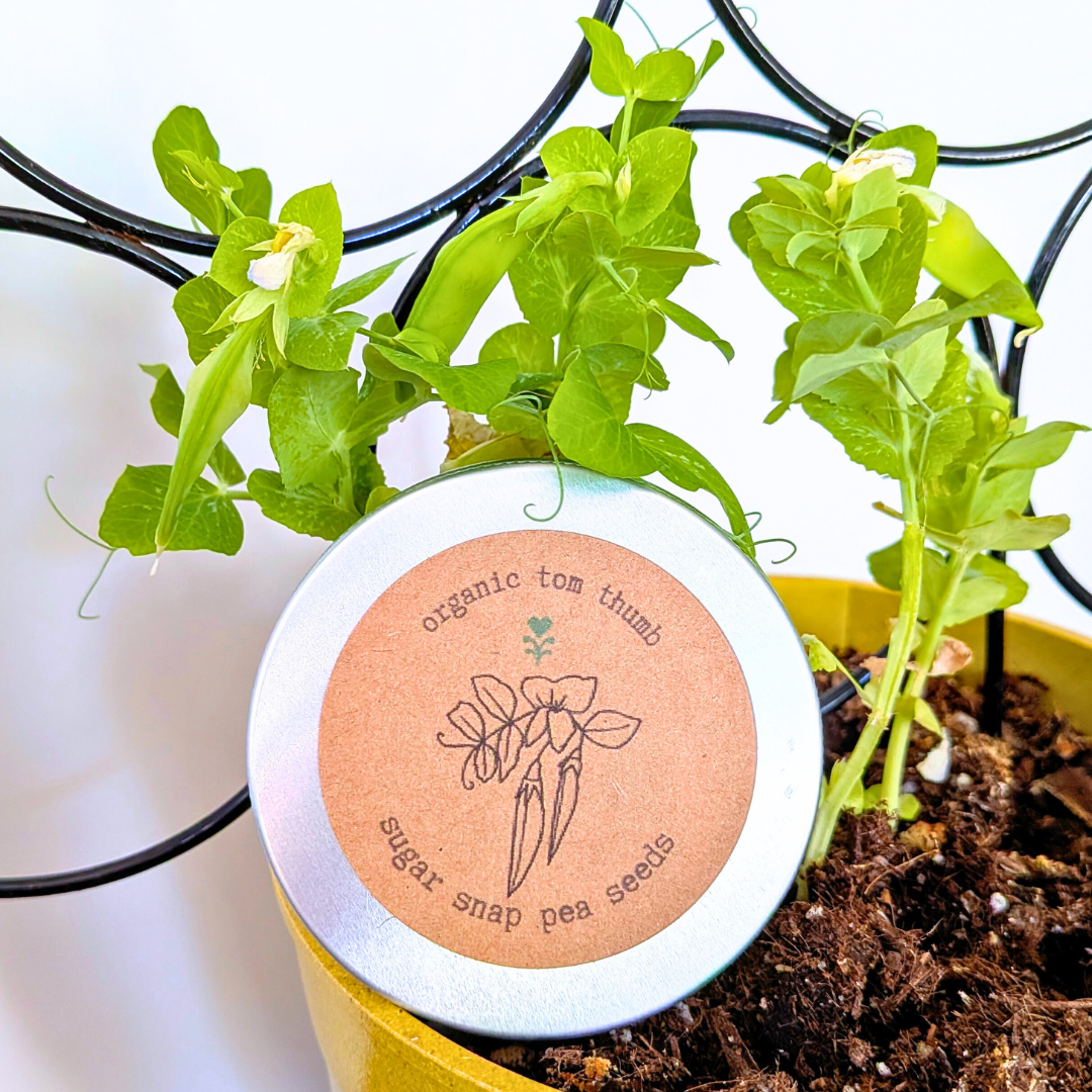Organic Dwarf Sugar Snap Pea Seeds - Plantflix