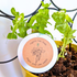 Organic Dwarf Sugar Snap Pea Seeds - Plantflix