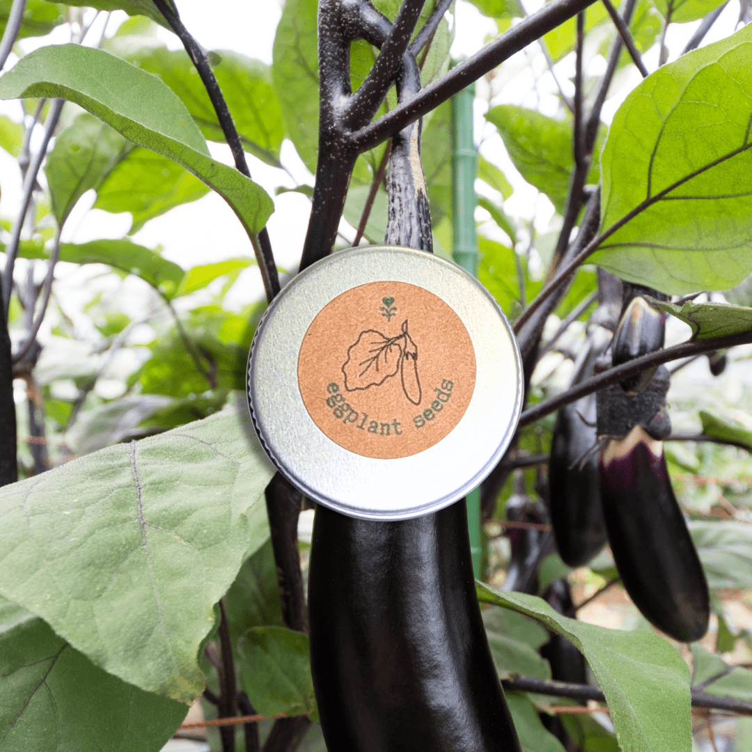 Organic Eggplant Seeds - Plantflix