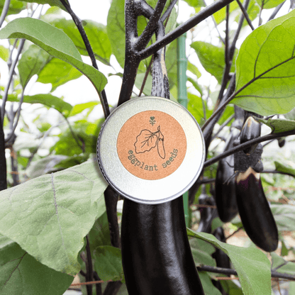 Organic Eggplant Seeds - Plantflix