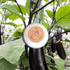 Organic Eggplant Seeds - Plantflix