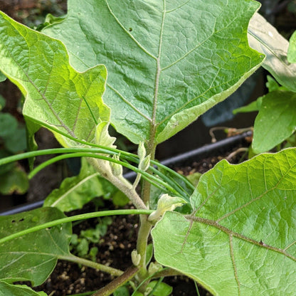 Organic Eggplant Seeds - Plantflix