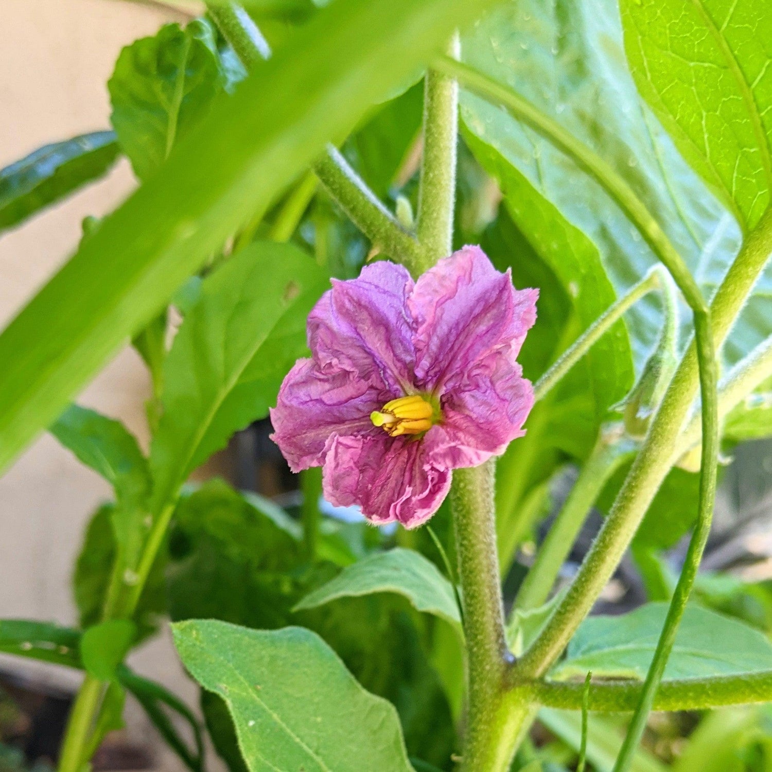 Organic Eggplant Seeds - Plantflix