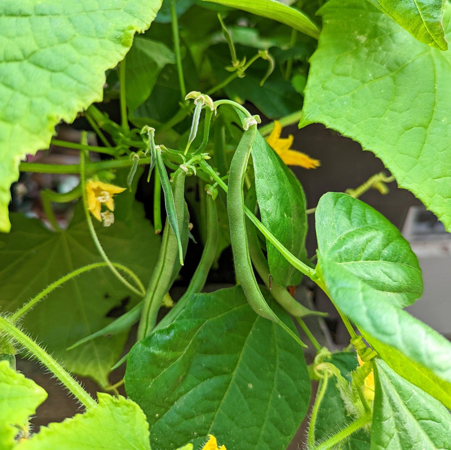 Organic Green Bean Seeds - Plantflix