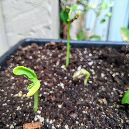 Organic Green Bean Seeds - Plantflix