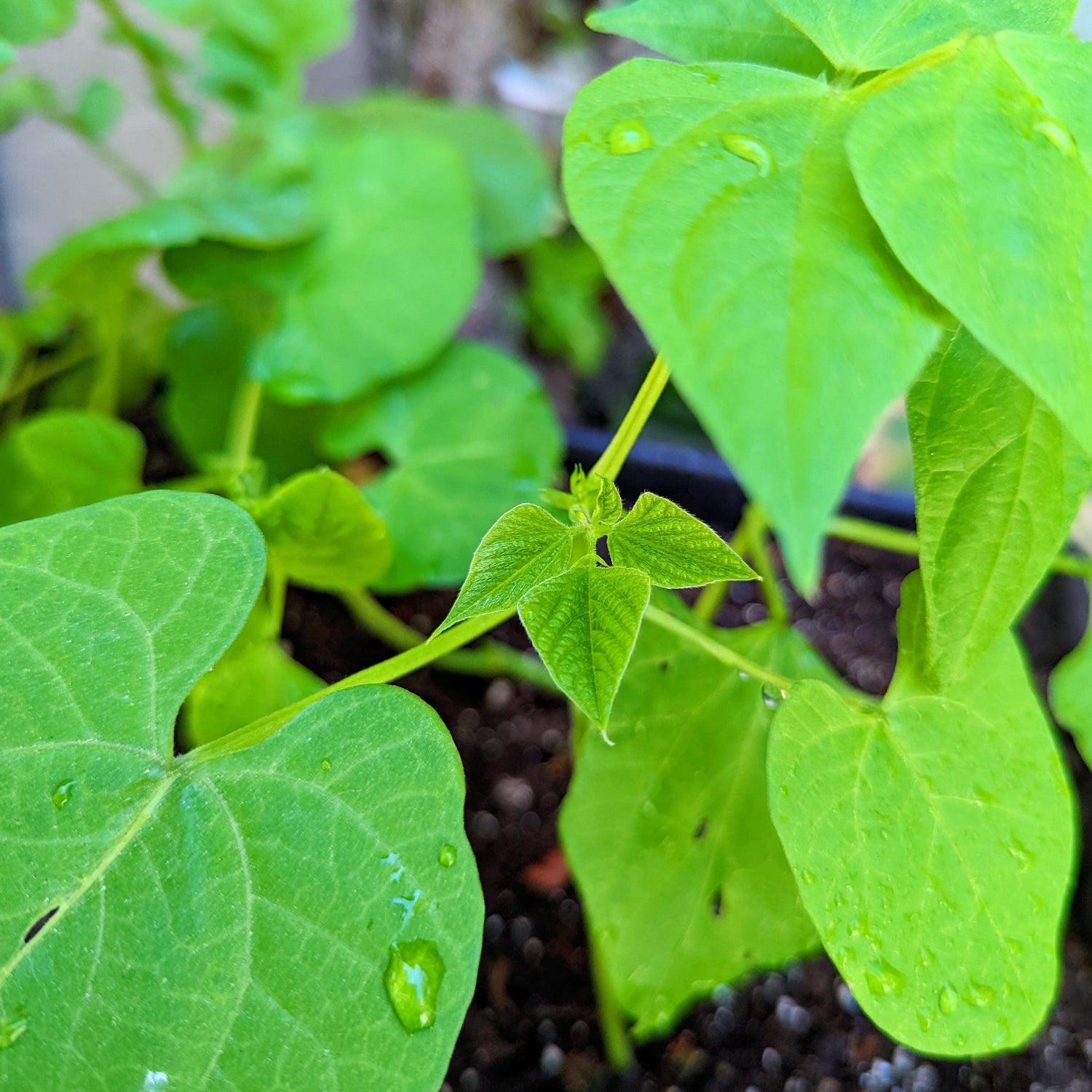 Organic Green Bean Seeds - Plantflix