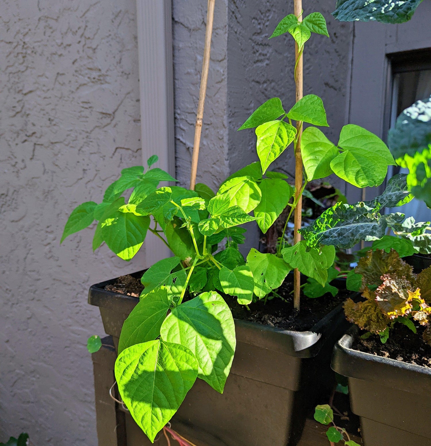 Organic Green Bean Seeds - Plantflix