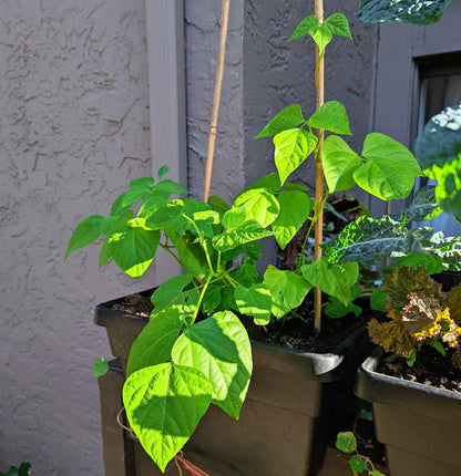 Organic Green Bean Seeds - Plantflix