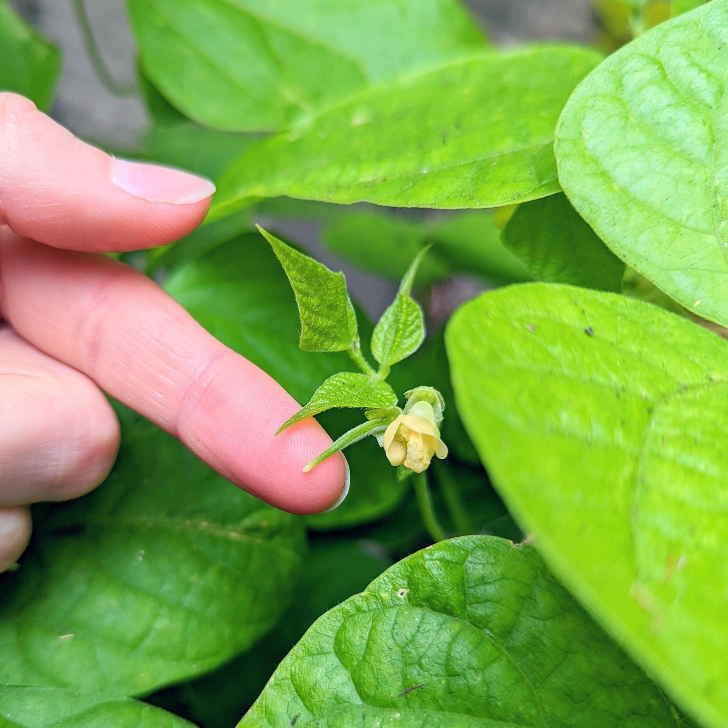 Organic Green Bean Seeds - Plantflix