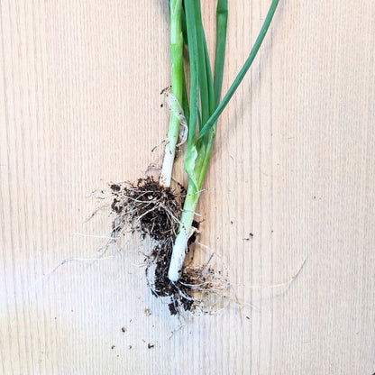 Organic Green Onion Seeds - Plantflix