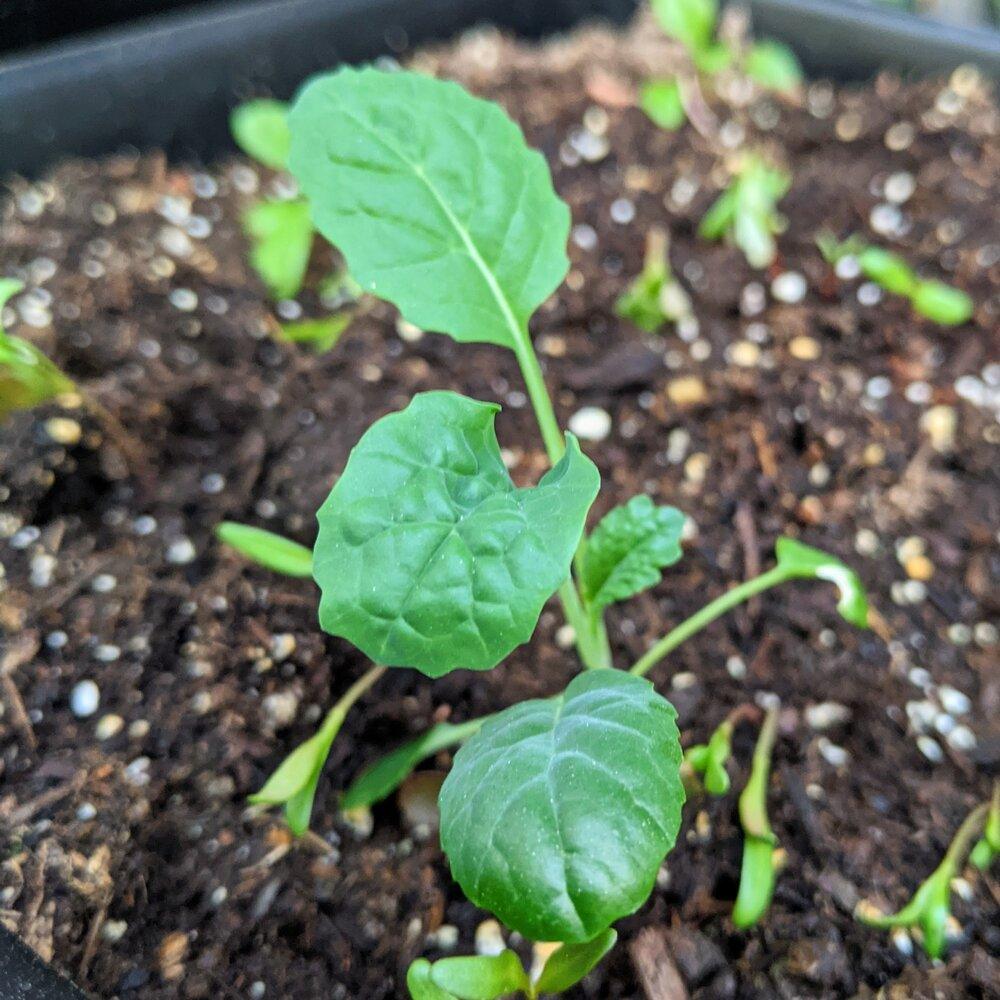 Organic Kale Seeds - Plantflix