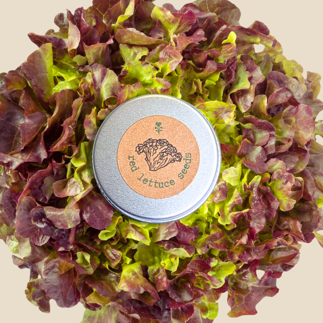 Organic Lettuce Lollo Rosso Seeds - Plantflix