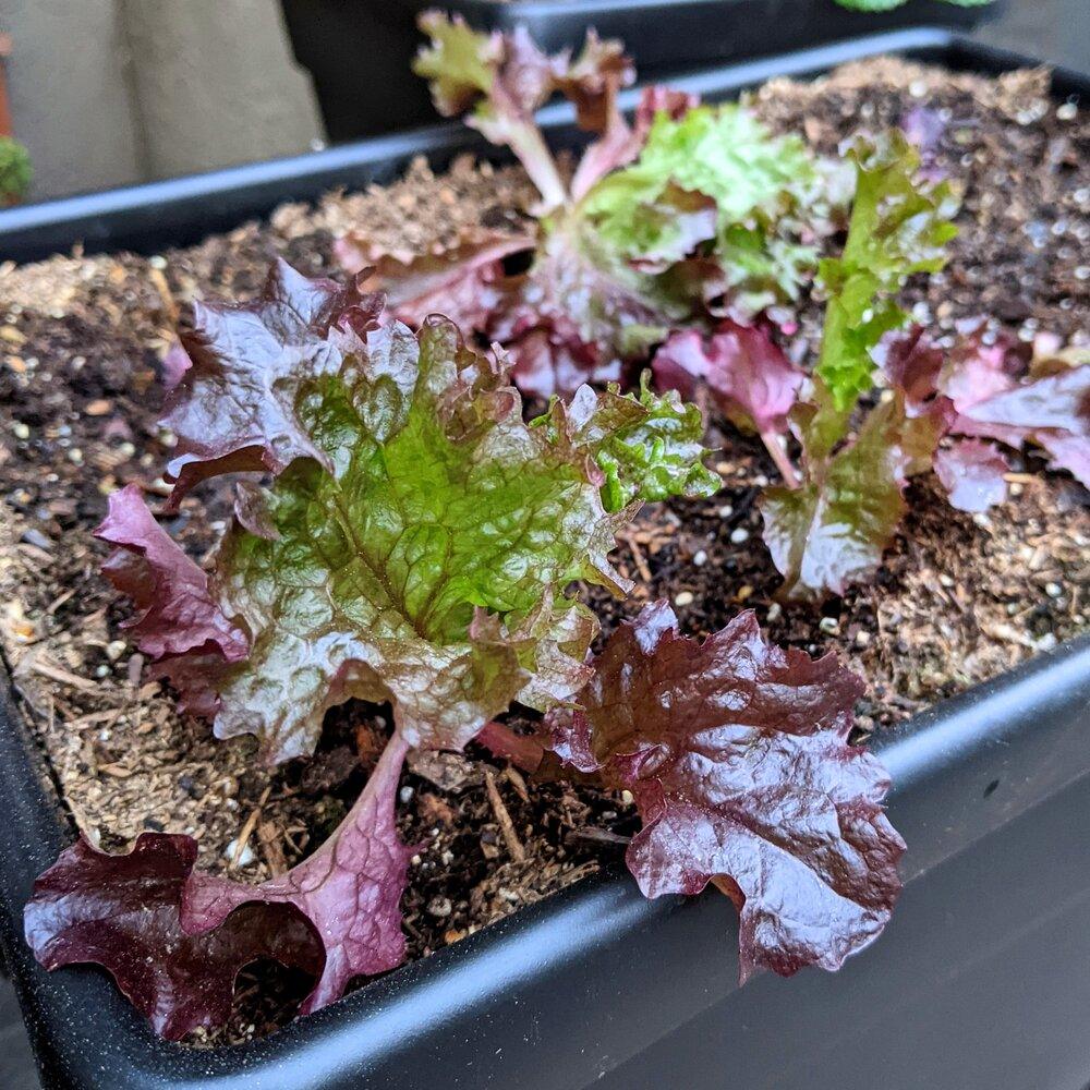 Organic Lettuce Lollo Rosso Seeds - Plantflix