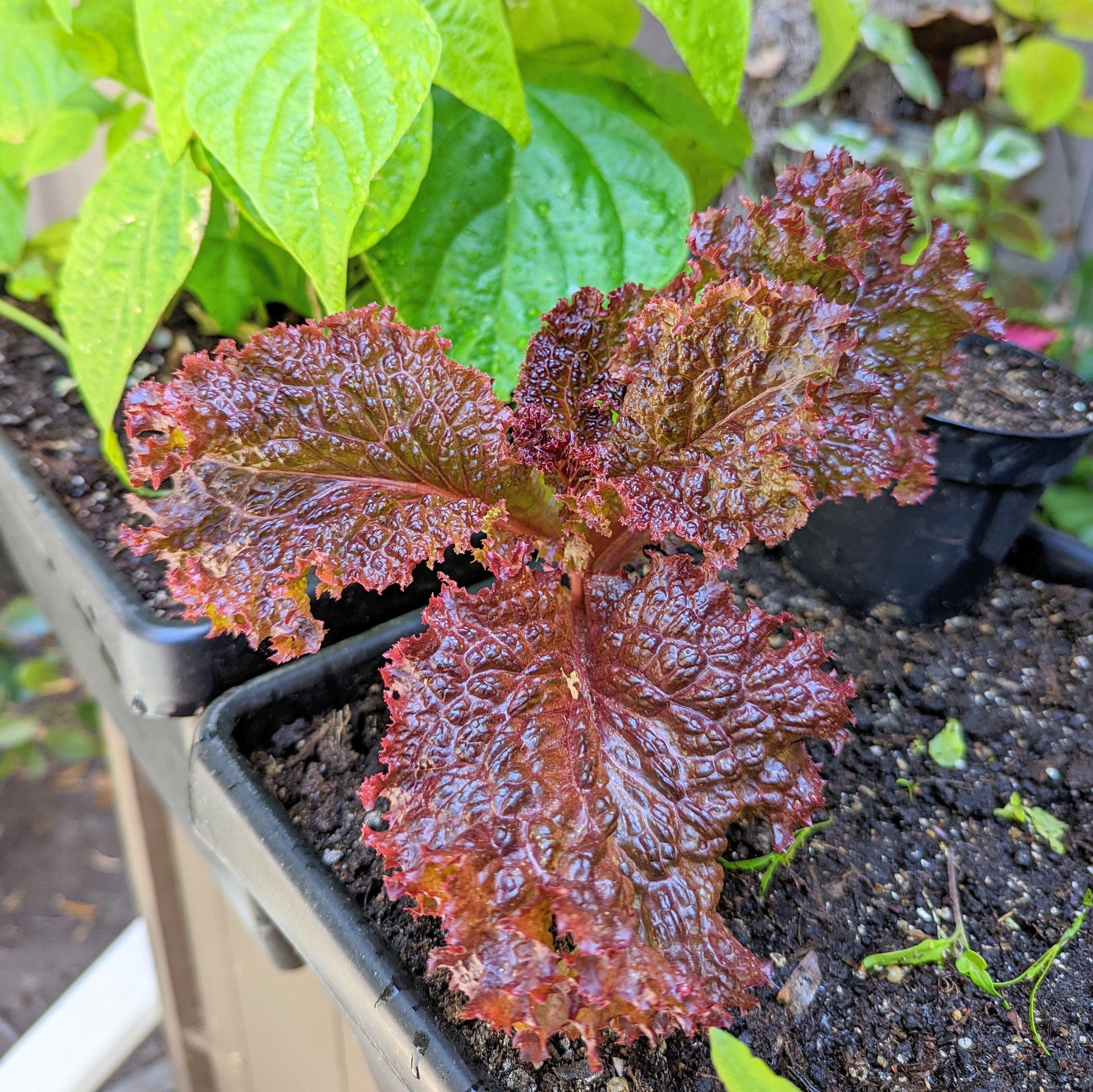 Organic Lettuce Lollo Rosso Seeds - Plantflix