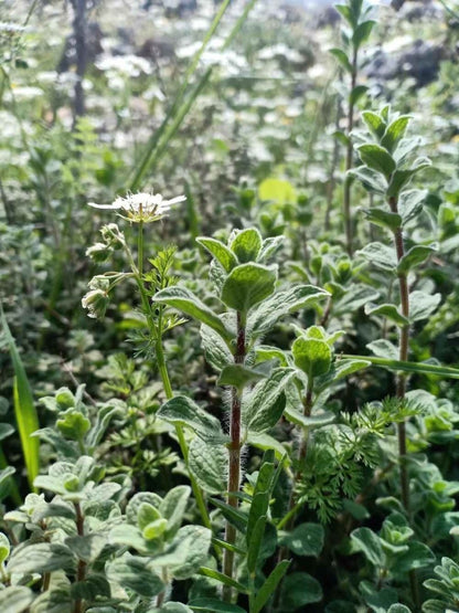 Organic Oregano Seeds - Plantflix