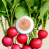 Organic Radish Seeds - Plantflix