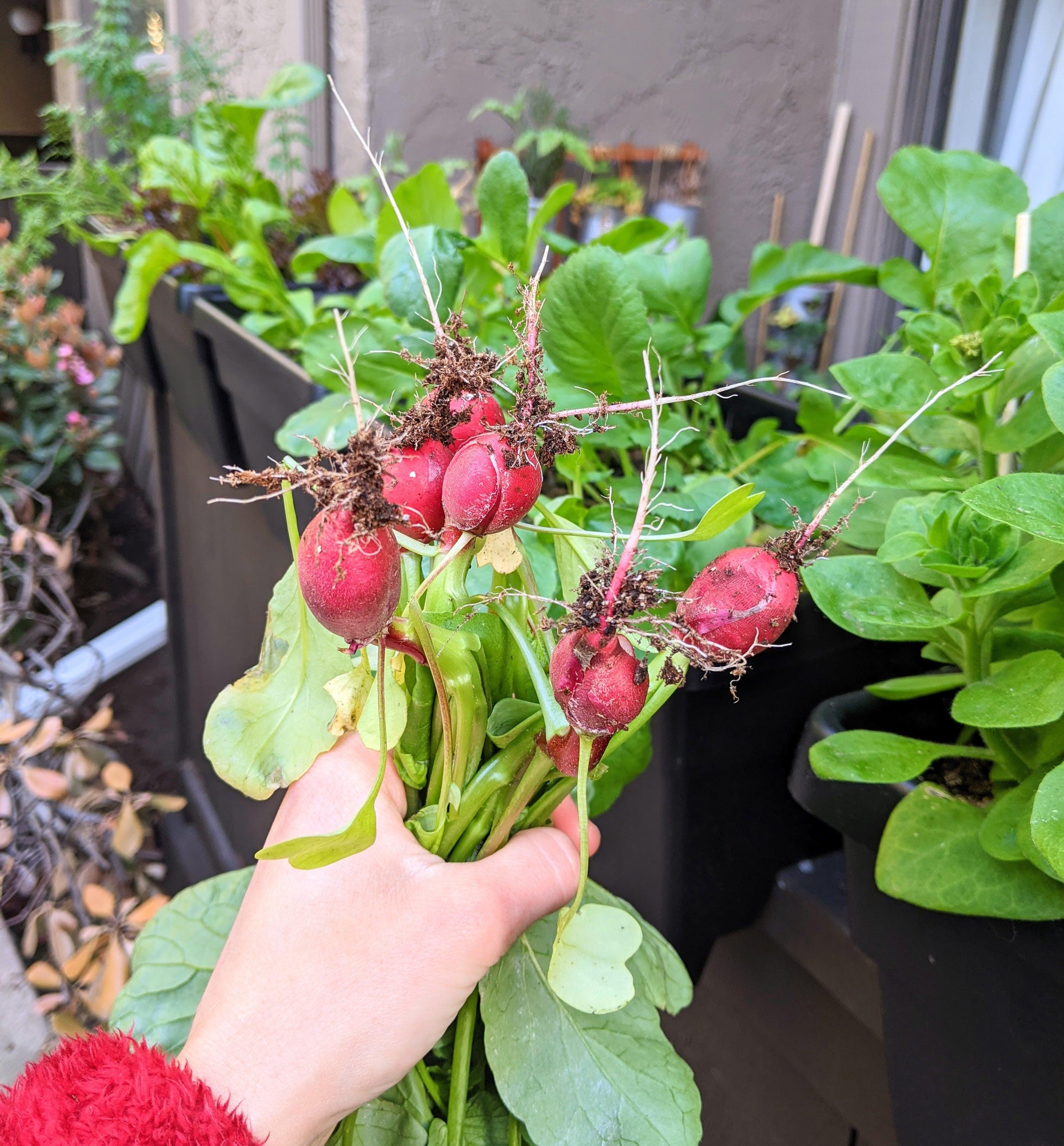 Organic Radish Seeds - Plantflix