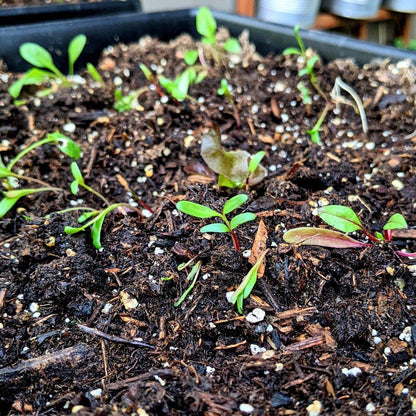 Organic Rainbow Swiss Chard Seeds - Plantflix