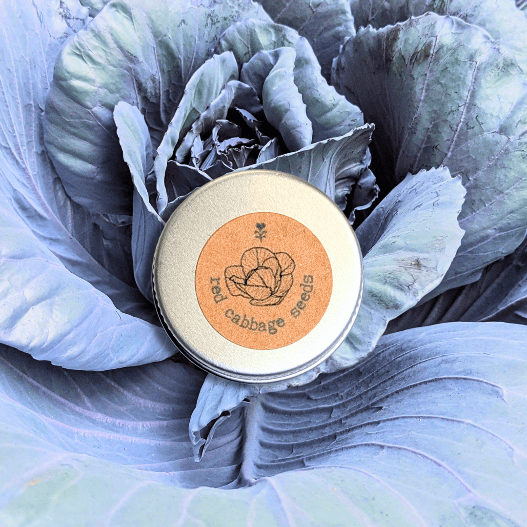Organic Red Cabbage Seeds - Plantflix