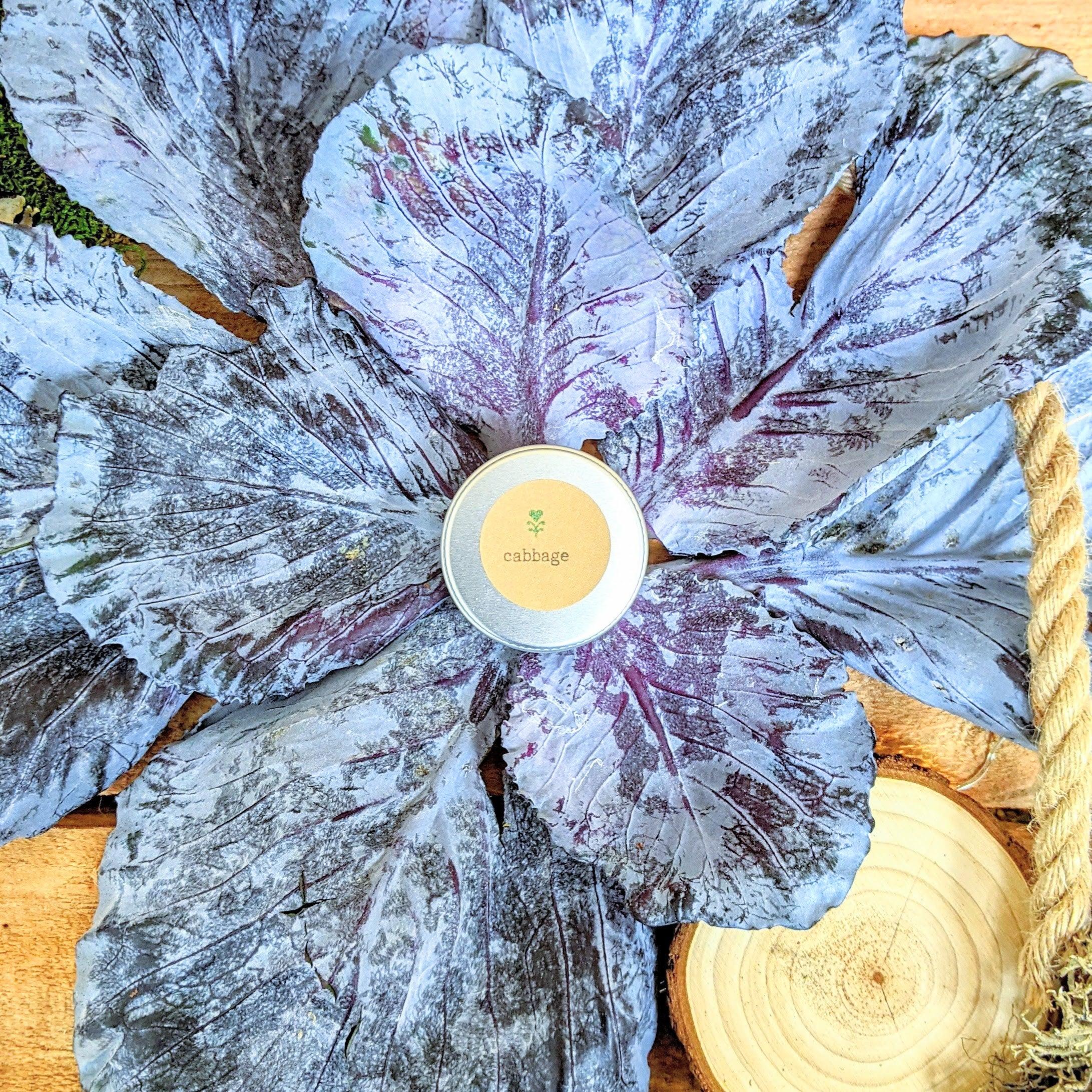 Organic Red Cabbage Seeds - Plantflix