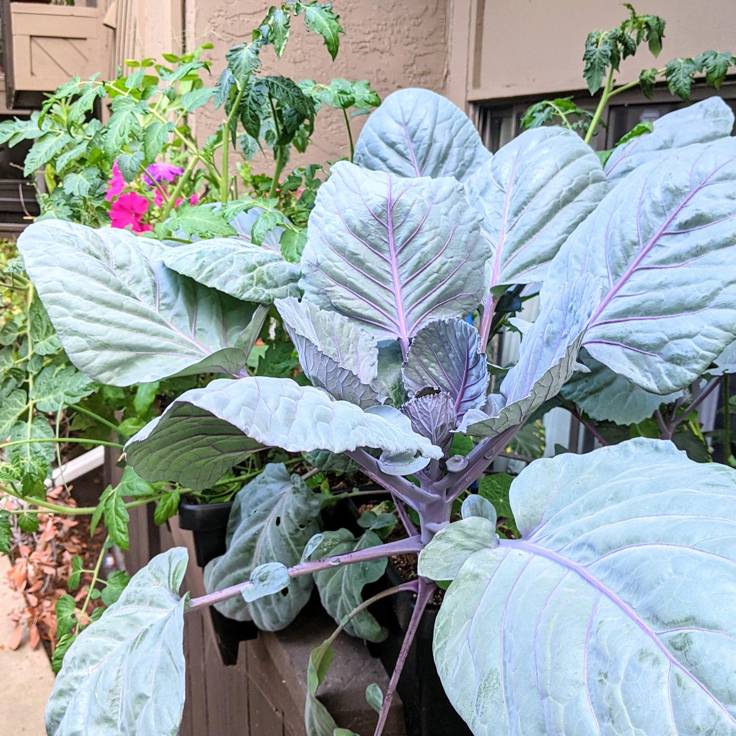 Organic Red Cabbage Seeds - Plantflix