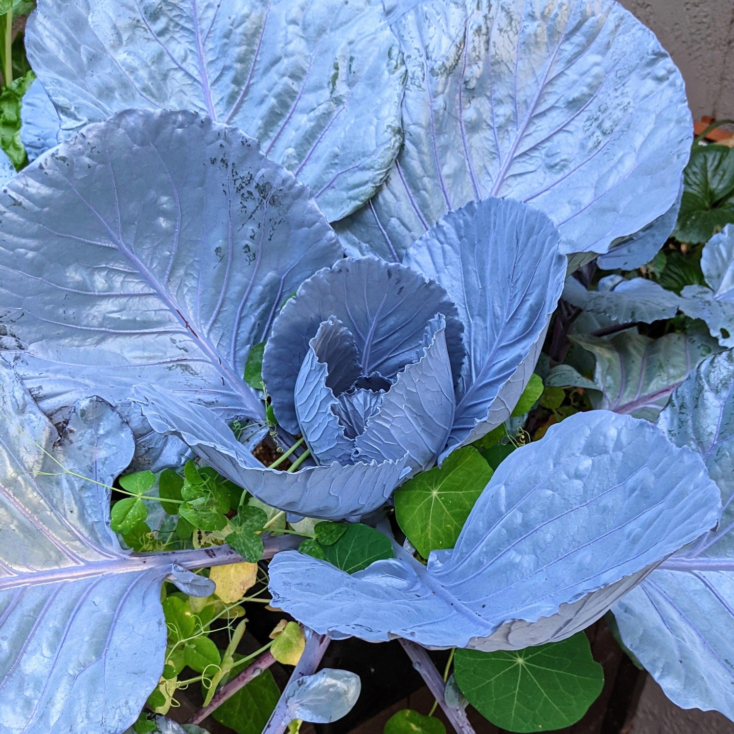 Organic Red Cabbage Seeds - Plantflix